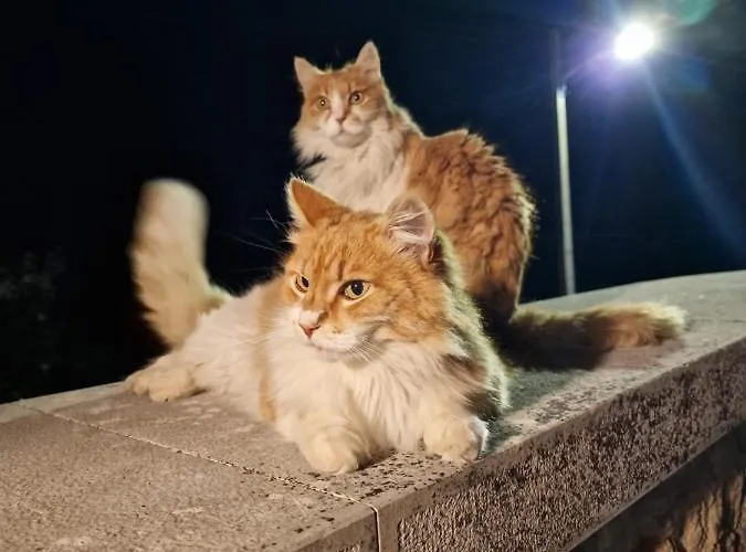 Alloggio in famiglia Casarao Do Largo Da Eira Tomar